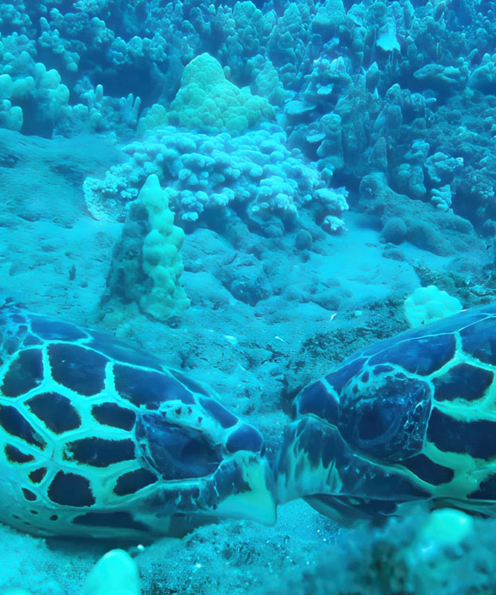 Sea turtle behavior, conservation, and ecology